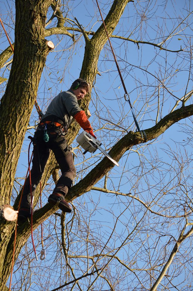 Xavier Derycke vous propose l'élagage de vos arbres à Silly, Enghien, Soignies, Ath, etc.