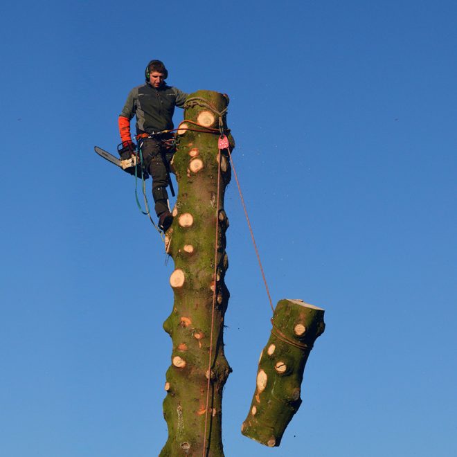 Lorsqu’un arbre ne peut être couché lors de son abattage, l’équipe de Cimea procède à l’abattage par démontage.