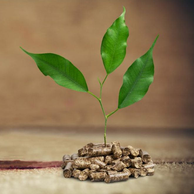 Xavier Derycke - Energie biomasse