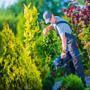 Plantation et la tailles de haie.