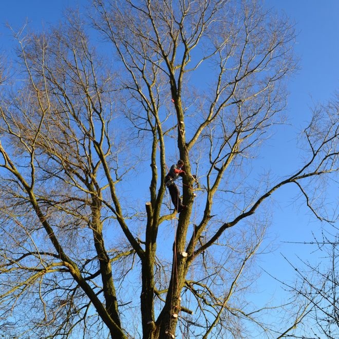 Xavier Derycke élagage d'arbres à Silly