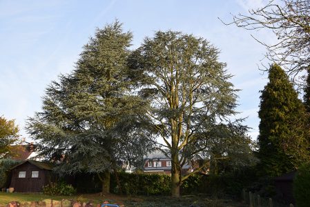 Élagage d'arbres dans la région de Soignies et Braine-le-Comte, Tubize, y compris Rebecq et Saintes