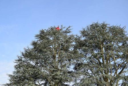 Élagage d'arbres dans la région d’Enghien, y compris Marcq, Petit-Enghien, Hoves, Silly