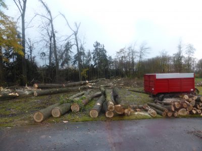 Déboisement d'arbres