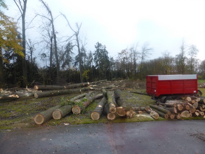 Déboisement d'arbres