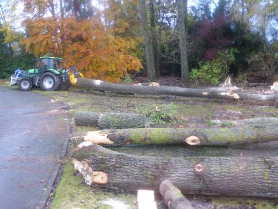 Le bois pourra être valorisé pour les scieries ou en bois de chauffage.