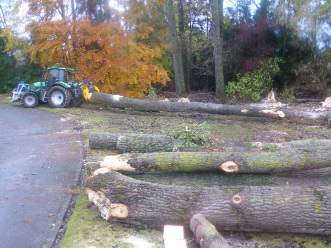 Le bois pourra être valorisé pour les scieries ou en bois de chauffage.