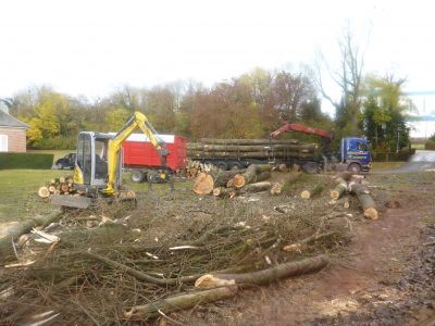 Le bois pourra être valorisé pour les scieries ou en bois de chauffage.