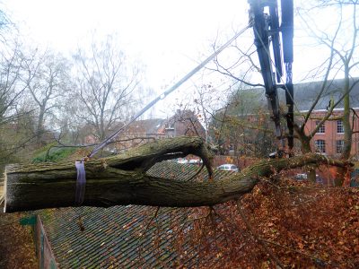 Travaux de démontage d'arbre